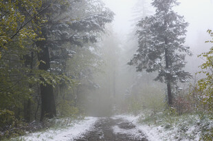 雾中雪覆林间小道