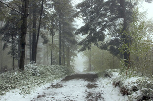 雪覆林间小道静谧之景