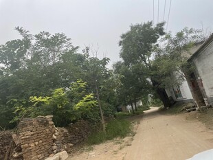 乡村小道旁的绿植与房屋