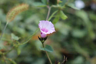 粉色牵牛花特写