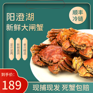 阳澄湖 大闸蟹