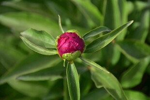 娇艳芍药花蕾