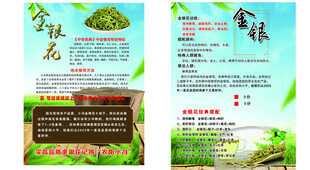 金银花宣传页设计