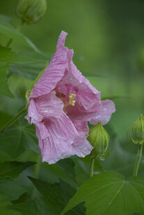 粉色木芙蓉绽放