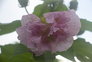 娇艳木芙蓉