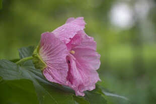 娇艳木芙蓉