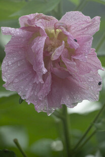 木芙蓉娇艳粉色花朵特写
