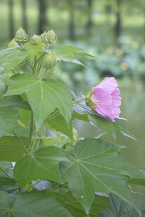 粉色木芙蓉绽放绿叶间