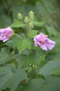两朵绽放的粉色木芙蓉