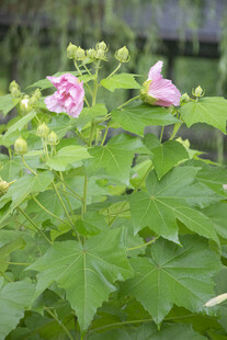 粉色木芙蓉花绽放绿叶间