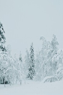 冬日雪景中的银白森林