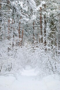 冬日雪覆森林美景
