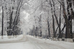 冬日雪覆林间路
