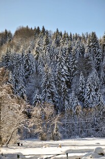 冬日雪覆山林美景