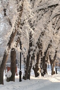 冬日雪覆树木的静谧景致