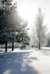 冬日雪后林间阳光美景