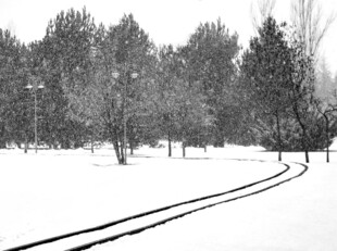 雪覆铁轨旁的静谧树林