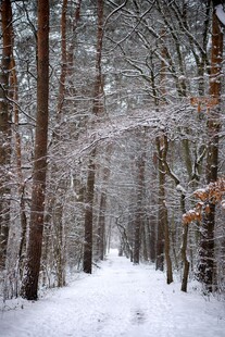 雪覆林间小道