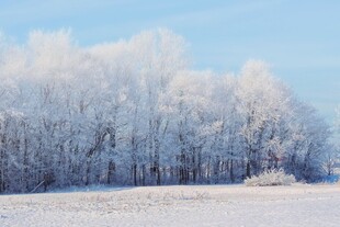 冬日雪覆树林美景