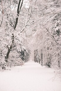 冬日雪林小径美景
