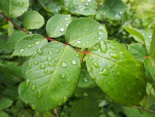 雨后绿叶上的晶莹水珠