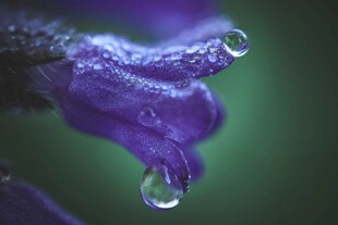 紫花垂露清新自然之美