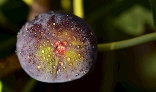 成熟无花果特写