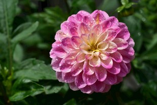 娇艳粉色大丽花绽放