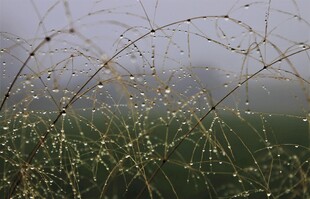 雾中摇曳的纤细草茎
