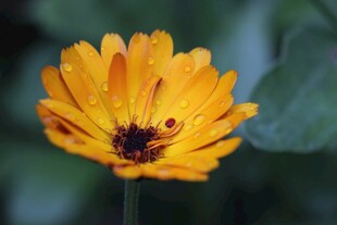 黄色金盏花特写