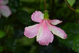 娇艳粉色花瓣带水珠花朵