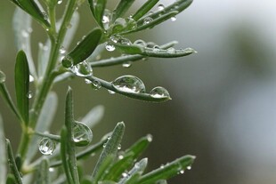 带露珠的嫩绿植物枝叶
