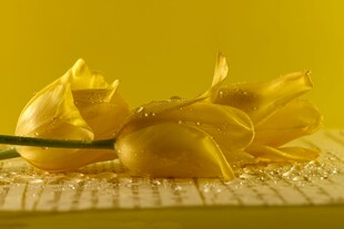 黄色郁金香静物摆拍