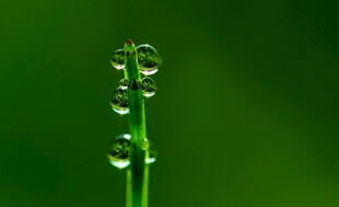 晶莹露珠点缀翠绿草尖