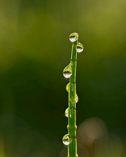 草尖上的晶莹露珠