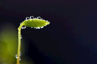带露珠的嫩绿幼苗