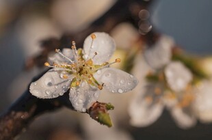 带露绽放的美丽樱桃花