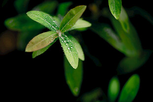 嫩绿叶片植物特写