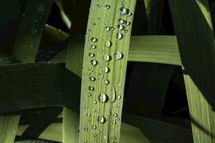 叶片上晶莹的水珠