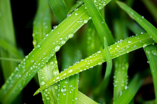 带露珠的嫩绿青草