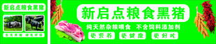 生态猪