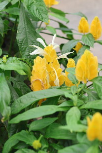 金苞花绽放