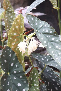 斑叶植物绽放白色小花