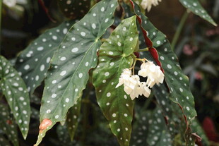 白点绿叶植物上的白色花朵
