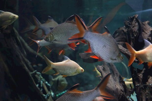 水族馆中游动的多彩鱼类
