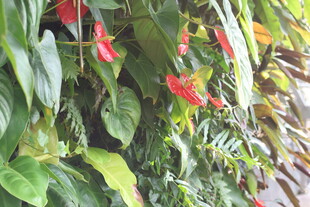 植物墙