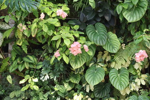 绿叶丛中的粉色花朵