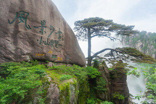 黄山奇峰旁的苍松景观