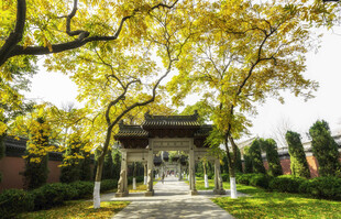 古建旁的繁茂黄叶树