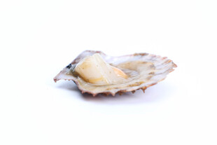新鲜生蚝特写
